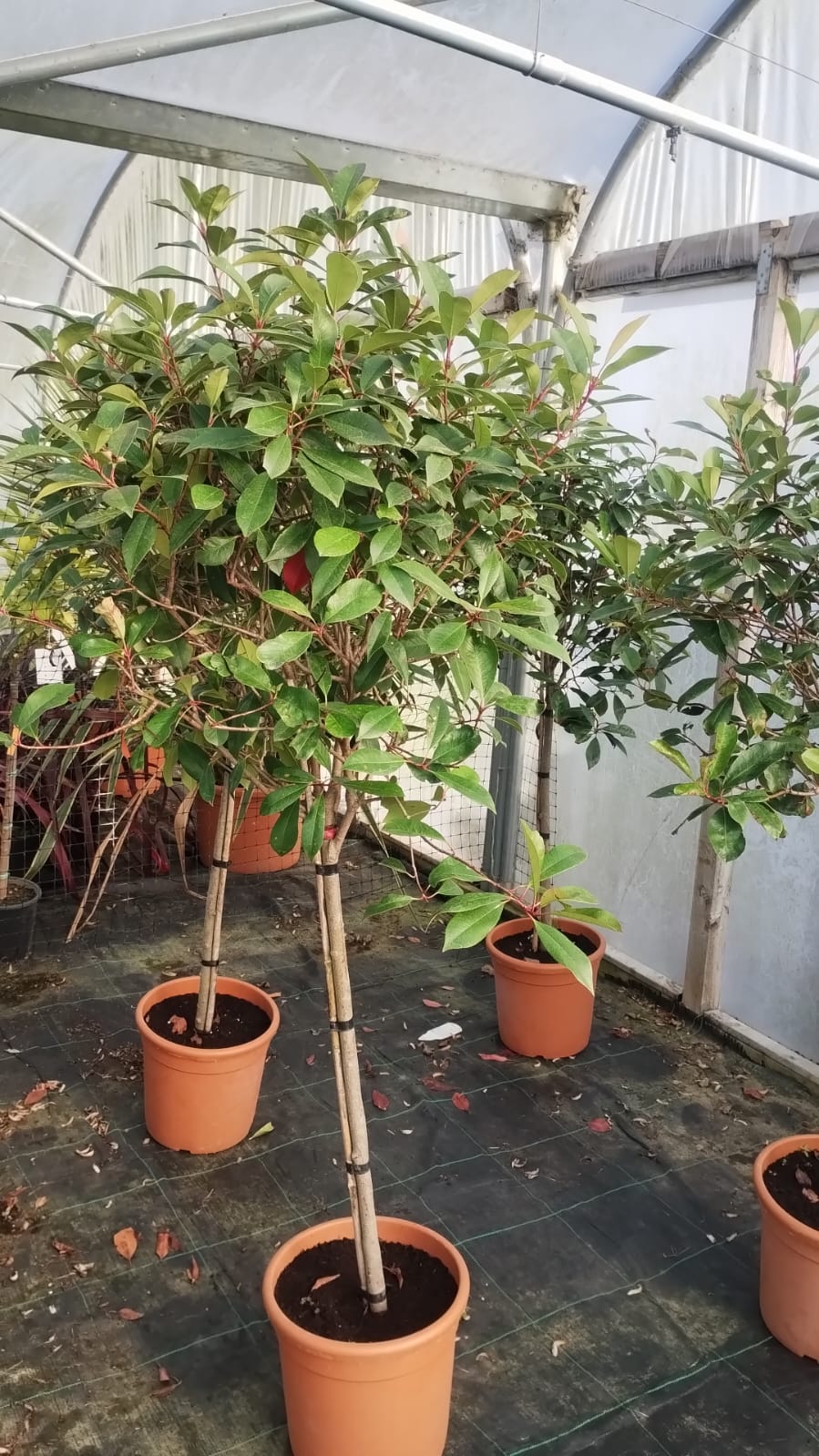 Plants & Trees - Image 10