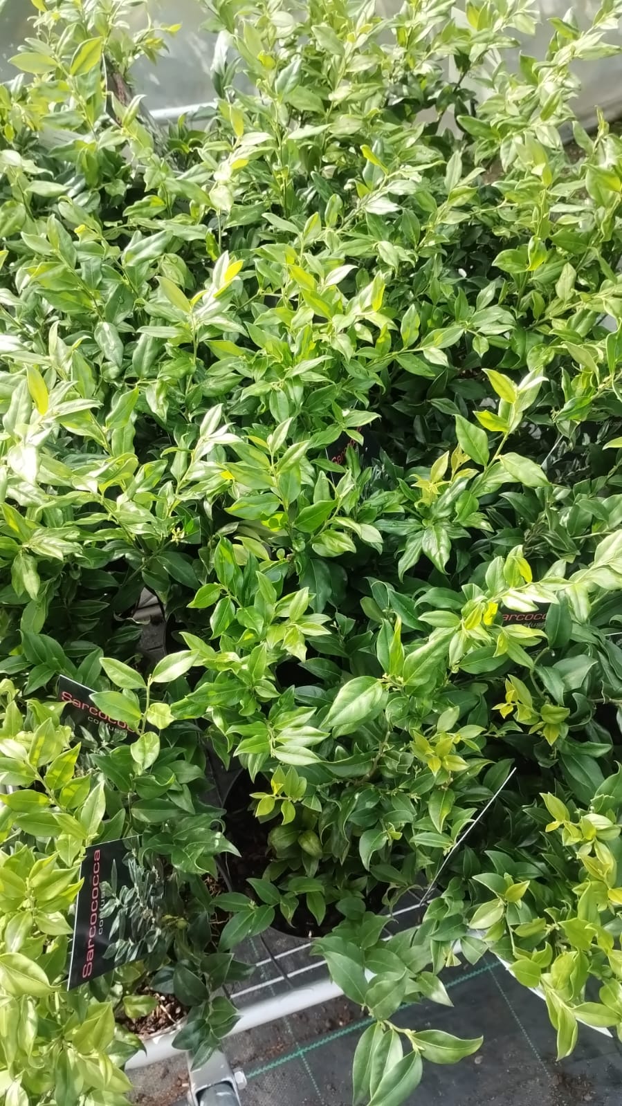 Plants & Trees - Image 12