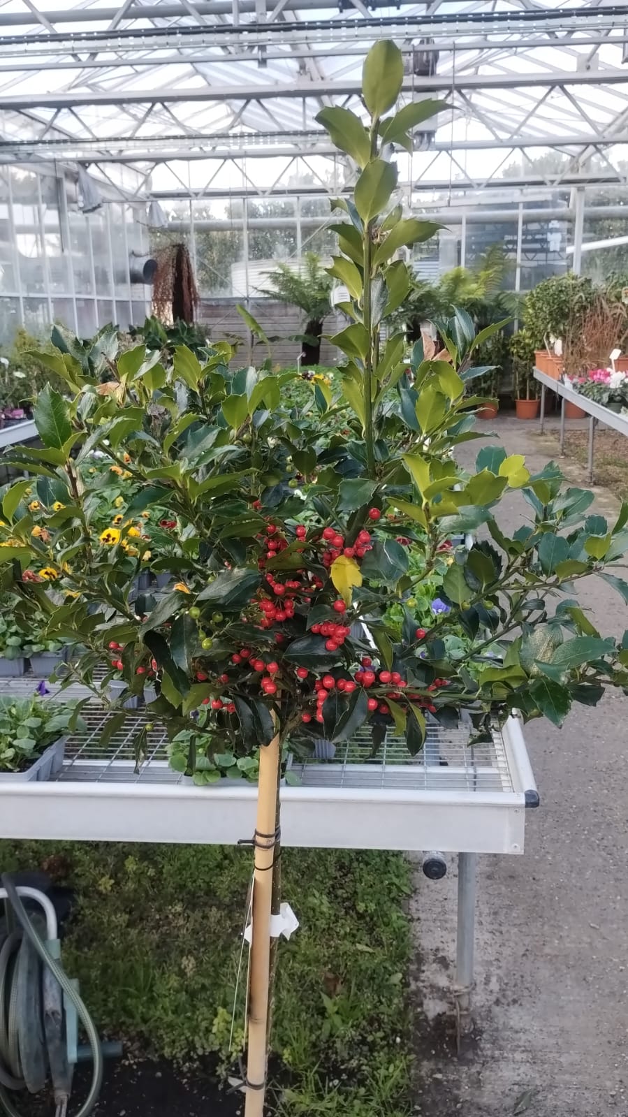 Plants & Trees - Image 14