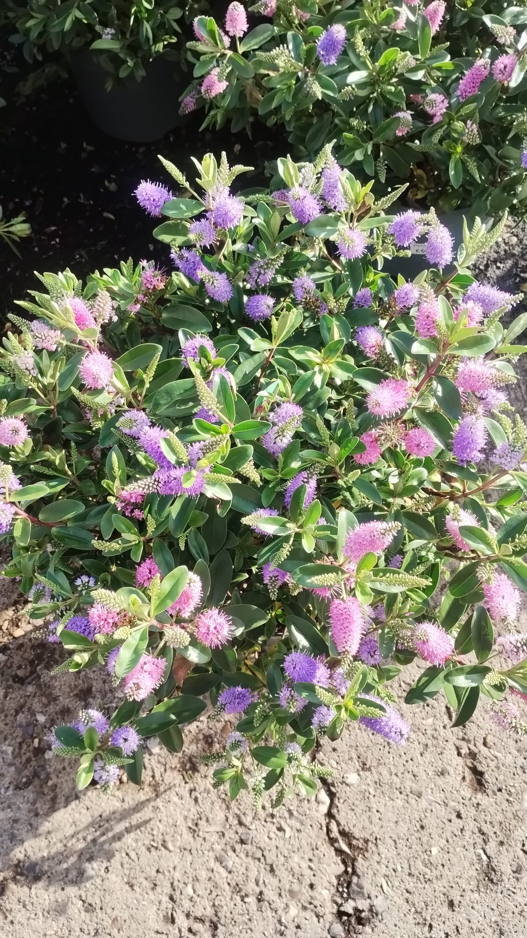 Plants & Trees - Image 28