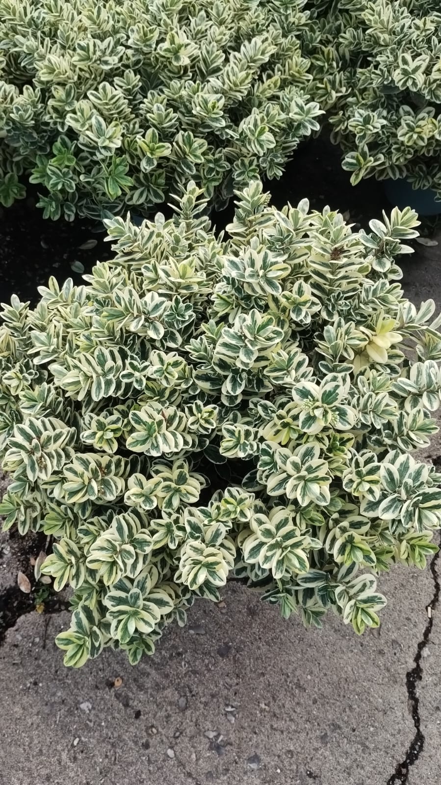 Plants & Trees - Image 32