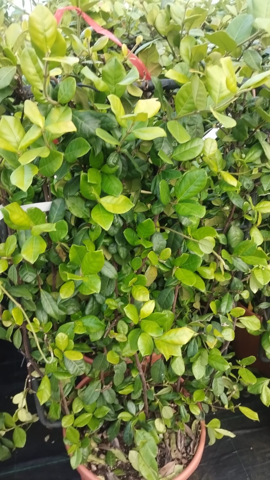 Plants & Trees - Image 36