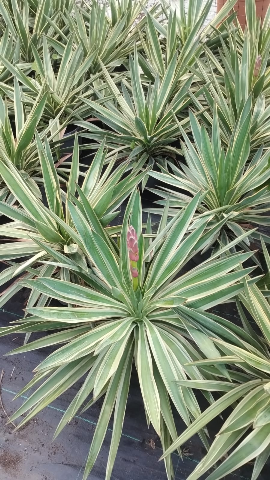 Plants & Trees - Image 37