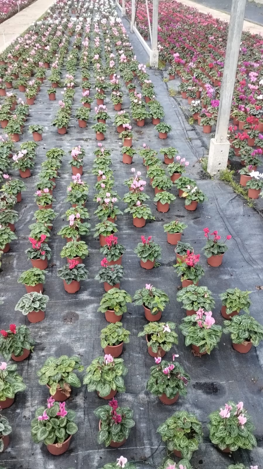 Plants & Trees - Image 41