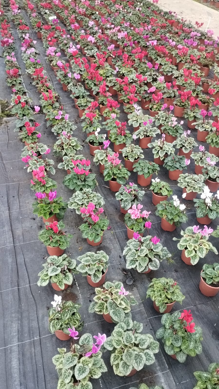 Plants & Trees - Image 51