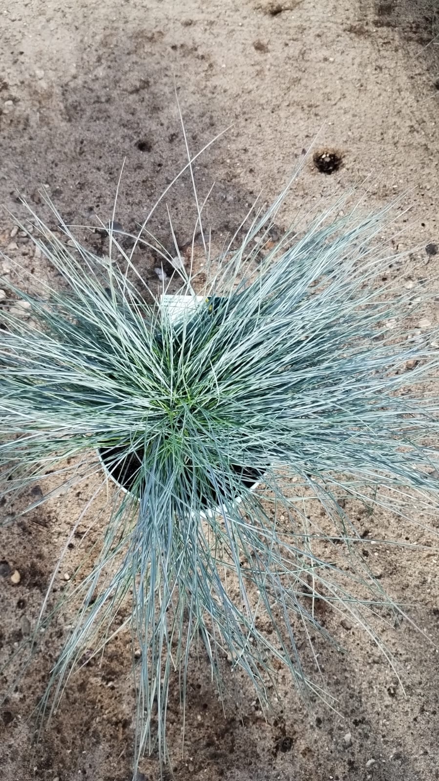 Plants & Trees - Image 43