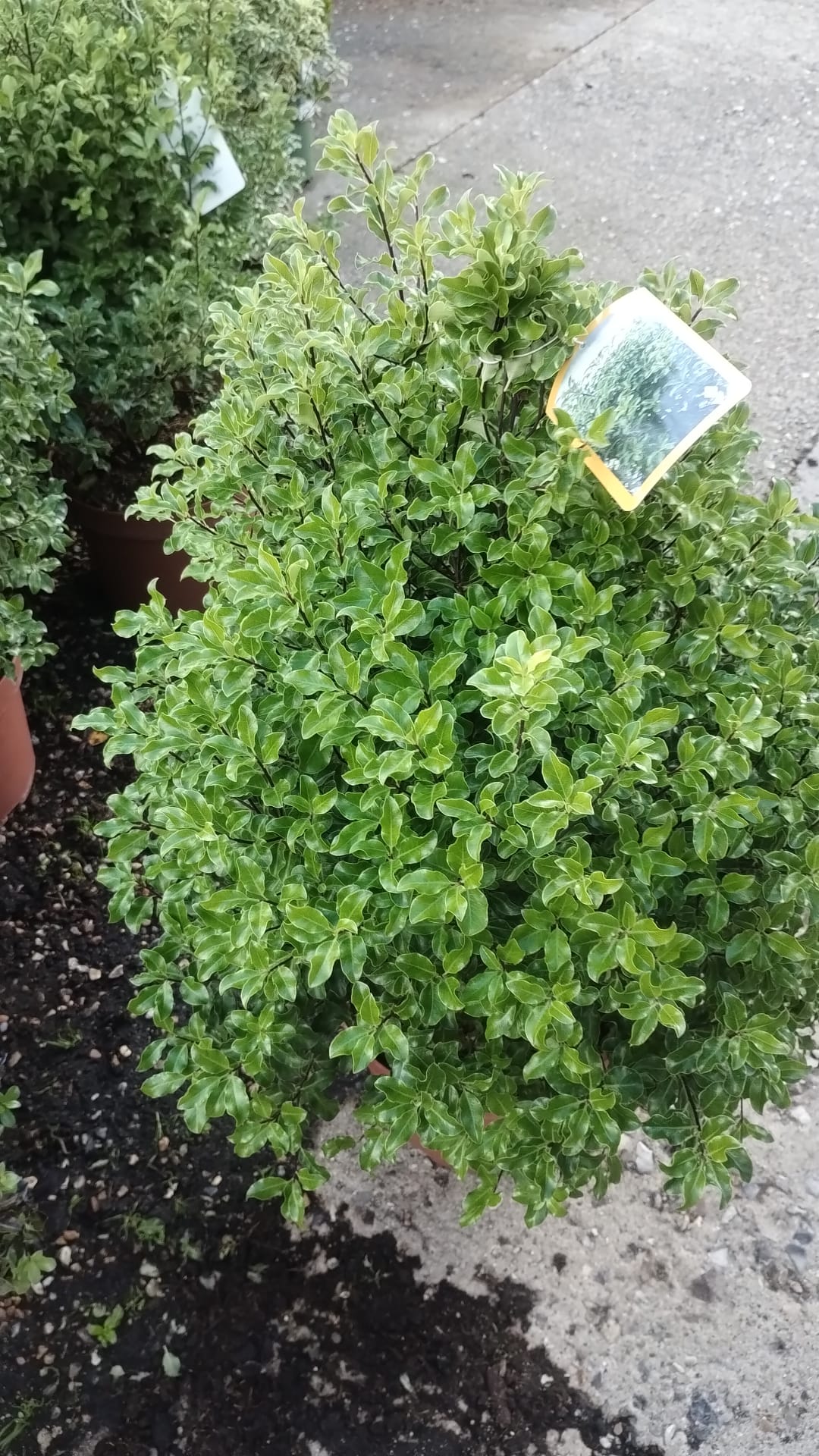 Plants & Trees - Image 44