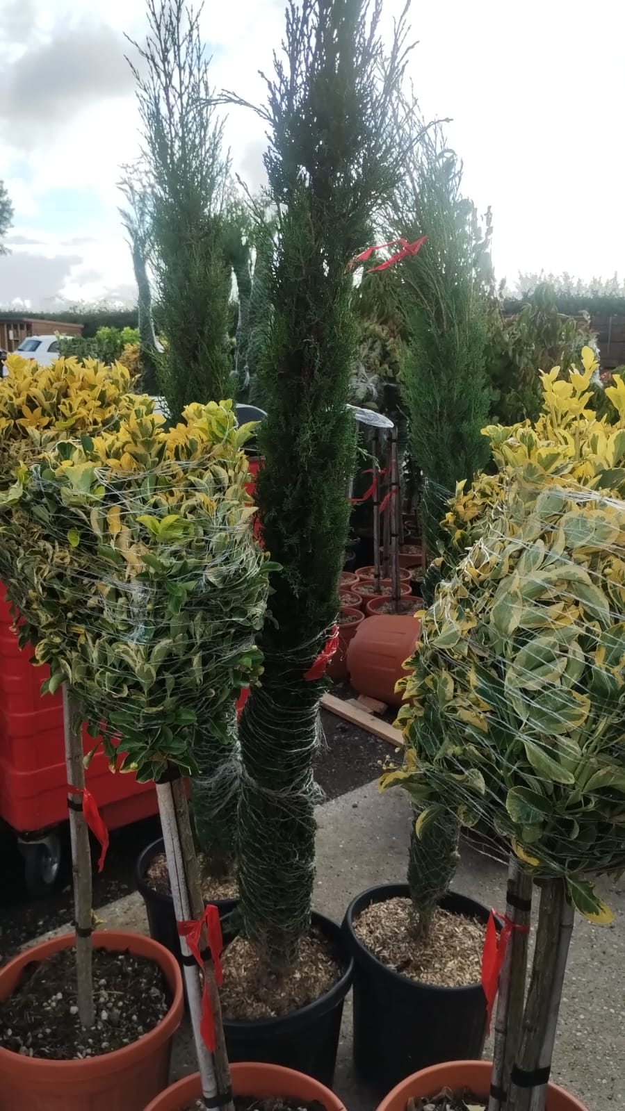 Plants & Trees - Image 82