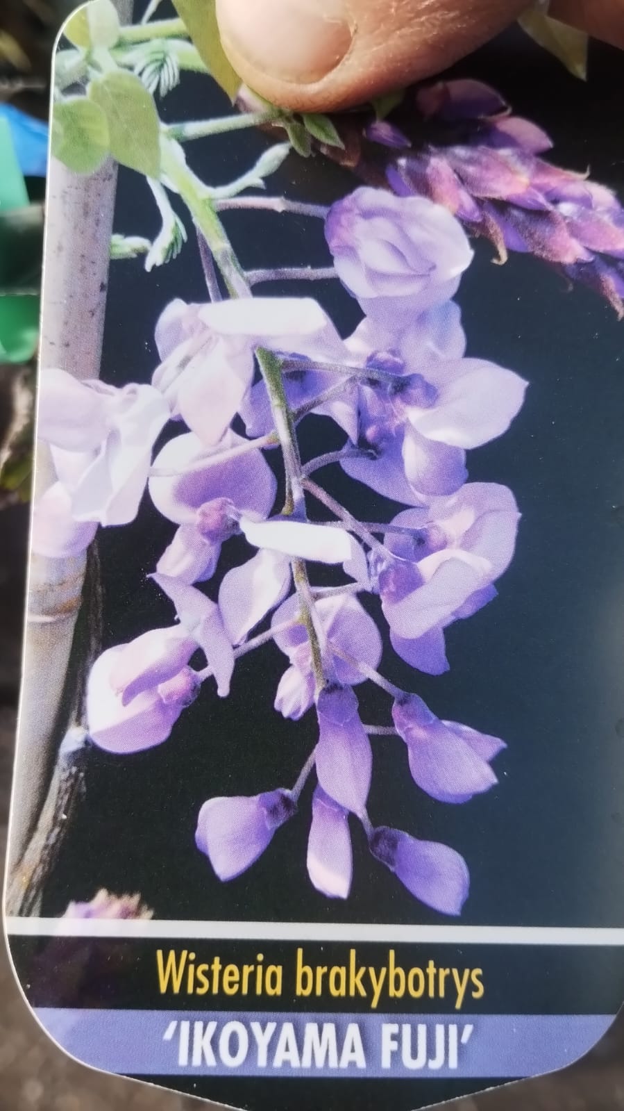 Plants & Trees - Image 83