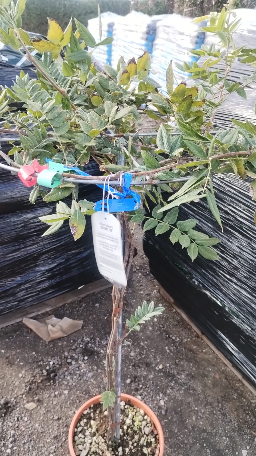 Plants & Trees - Image 84