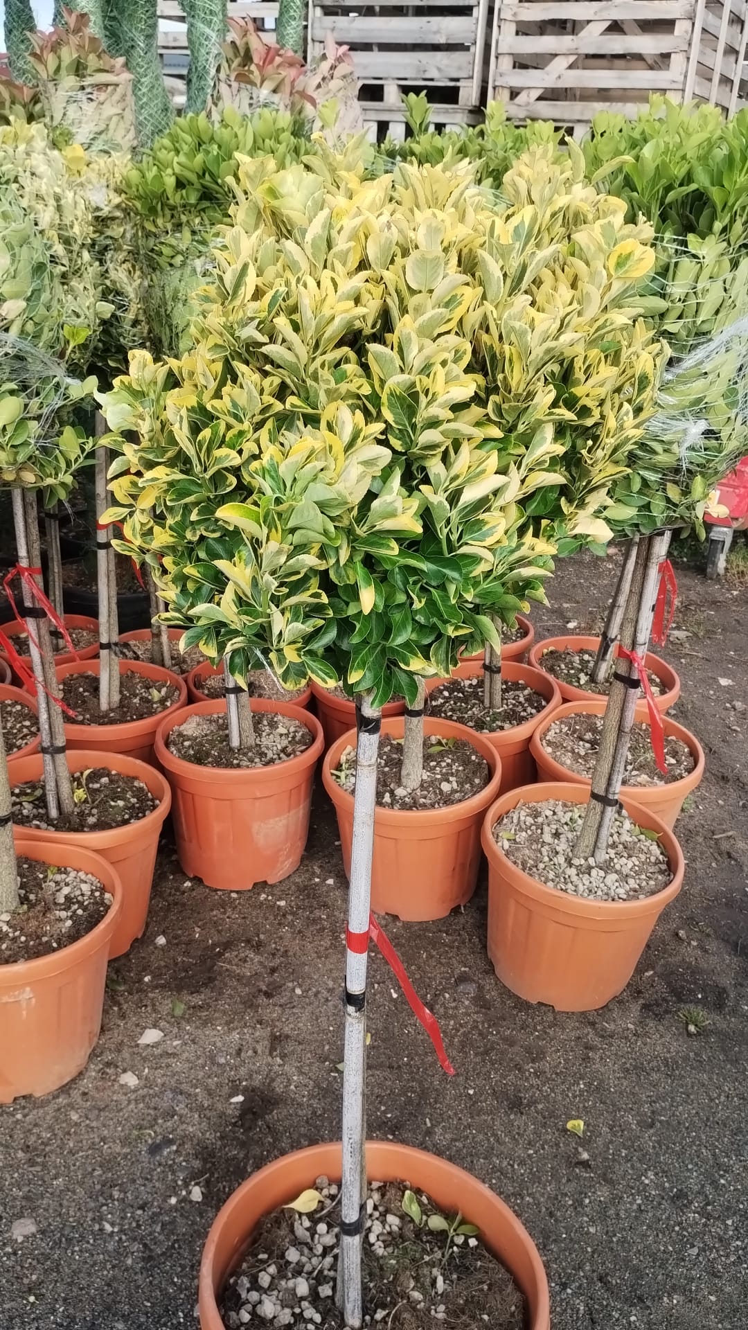 Plants & Trees - Image 65