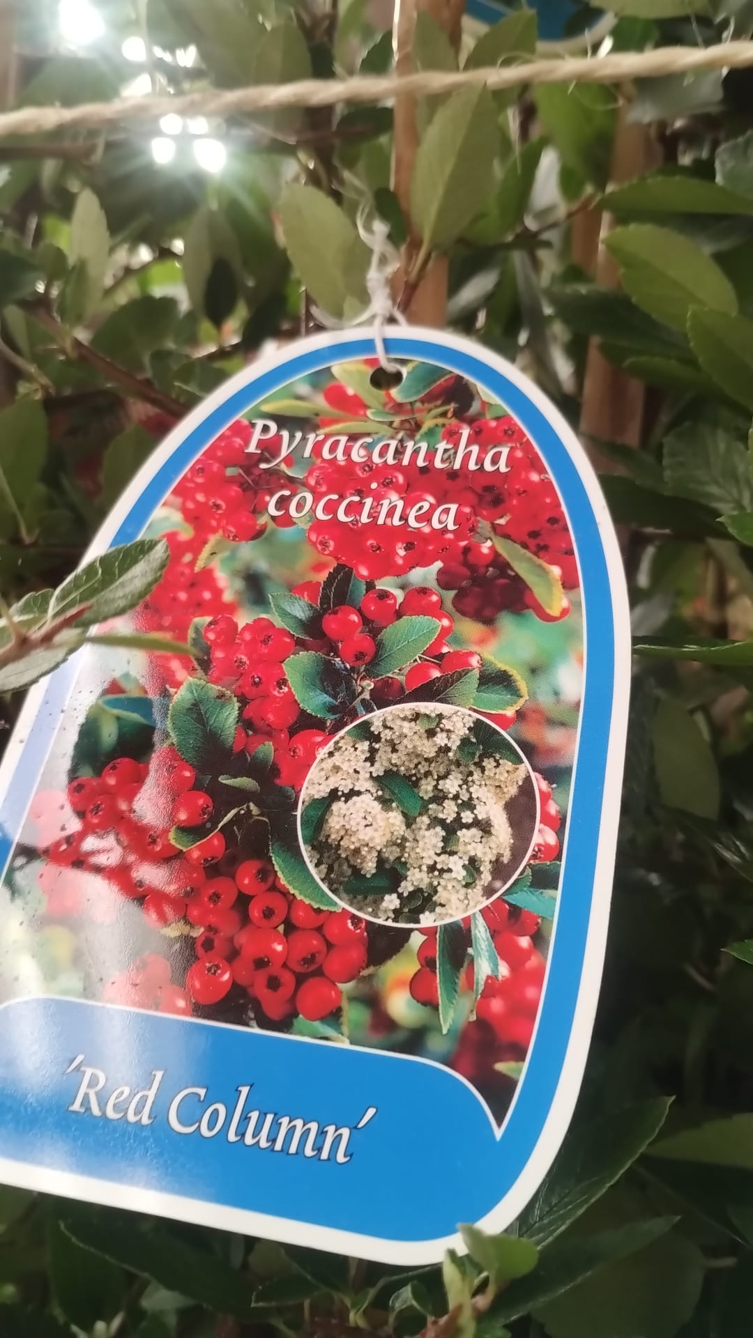 Plants & Trees - Image 67