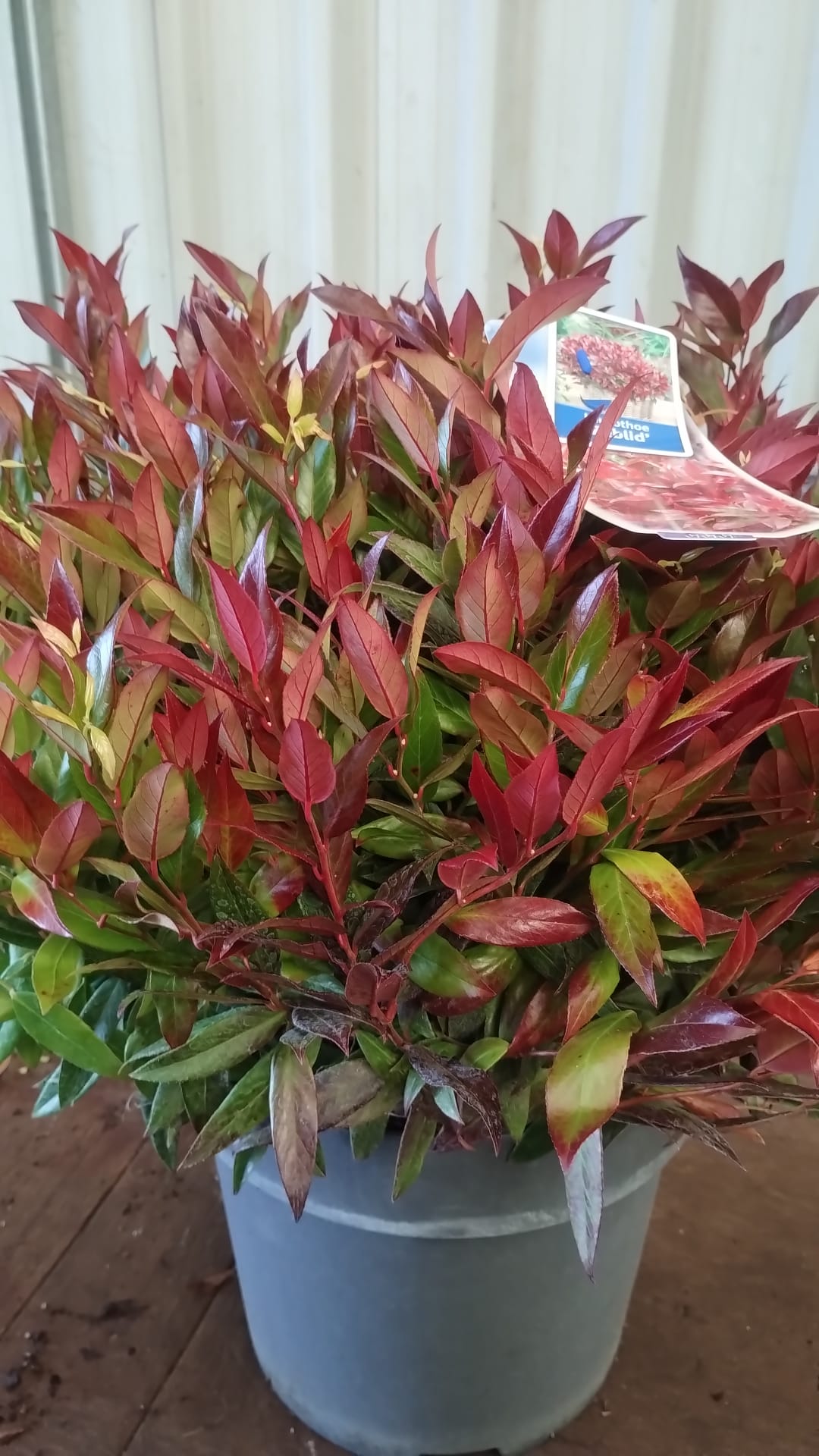 Plants & Trees - Image 68