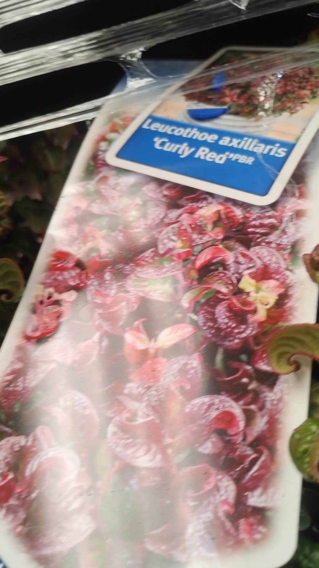 Plants & Trees - Image 69