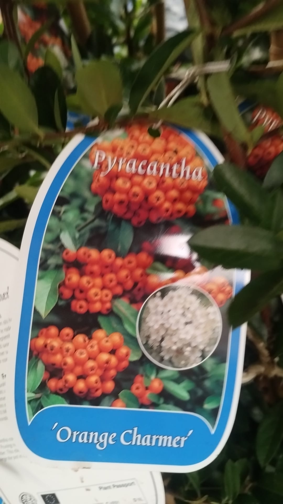 Plants & Trees - Image 71