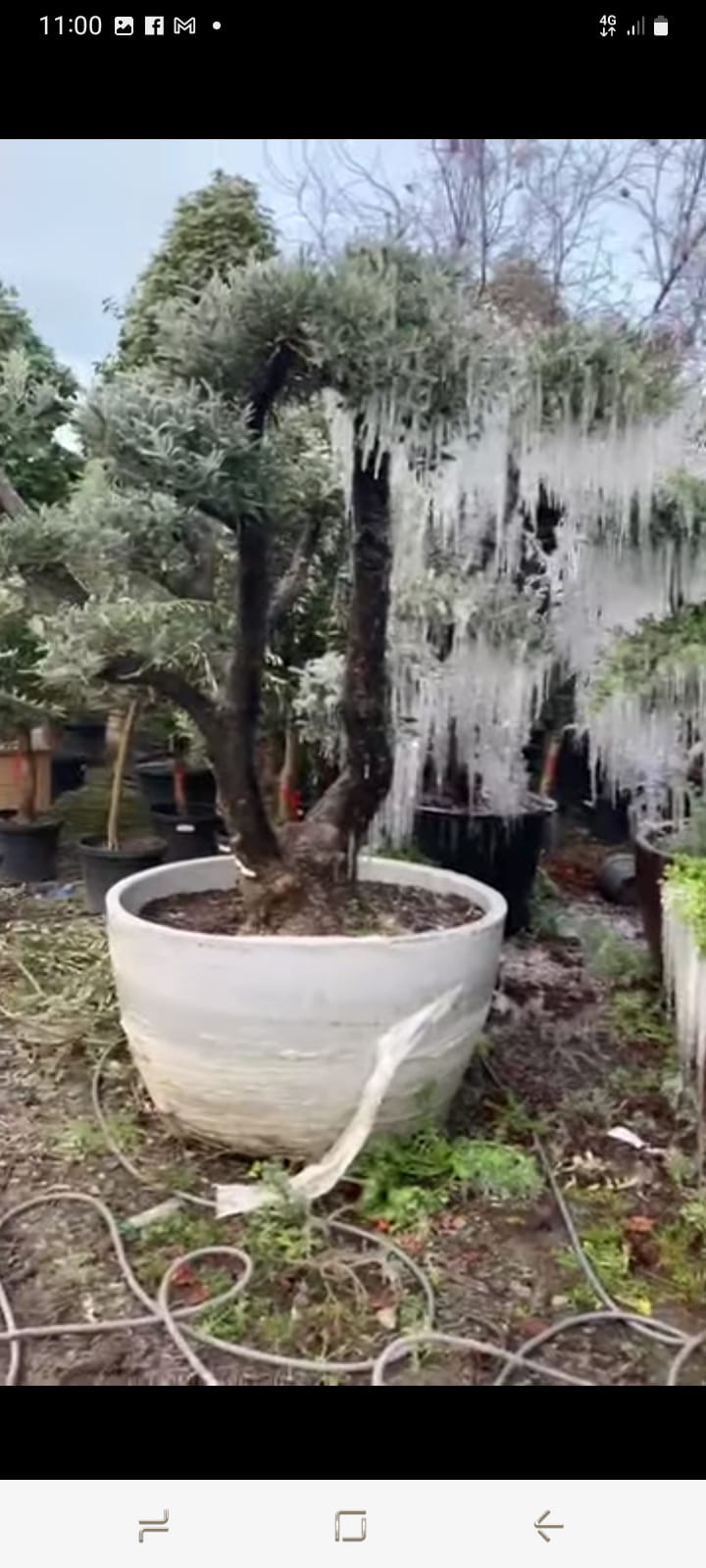 Plants & Trees - Image 16