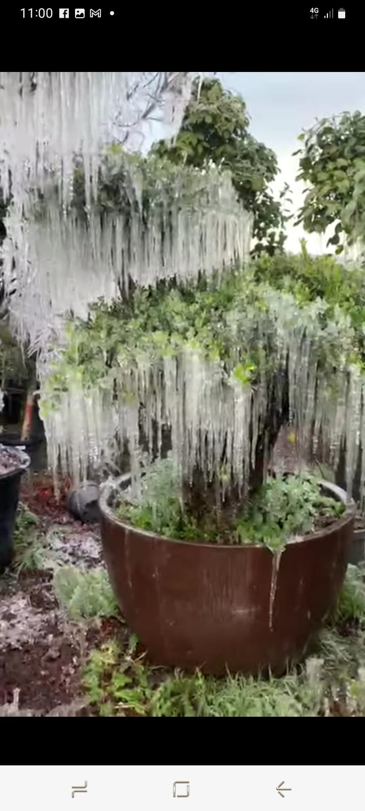 Teak bench and table with olive trees