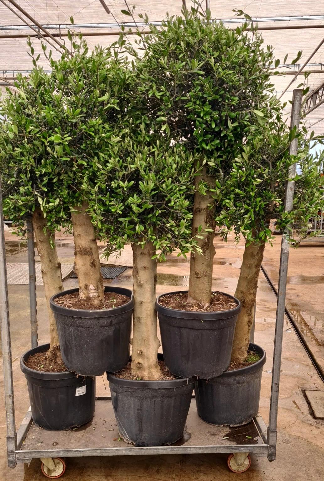 Classical outdoor statue