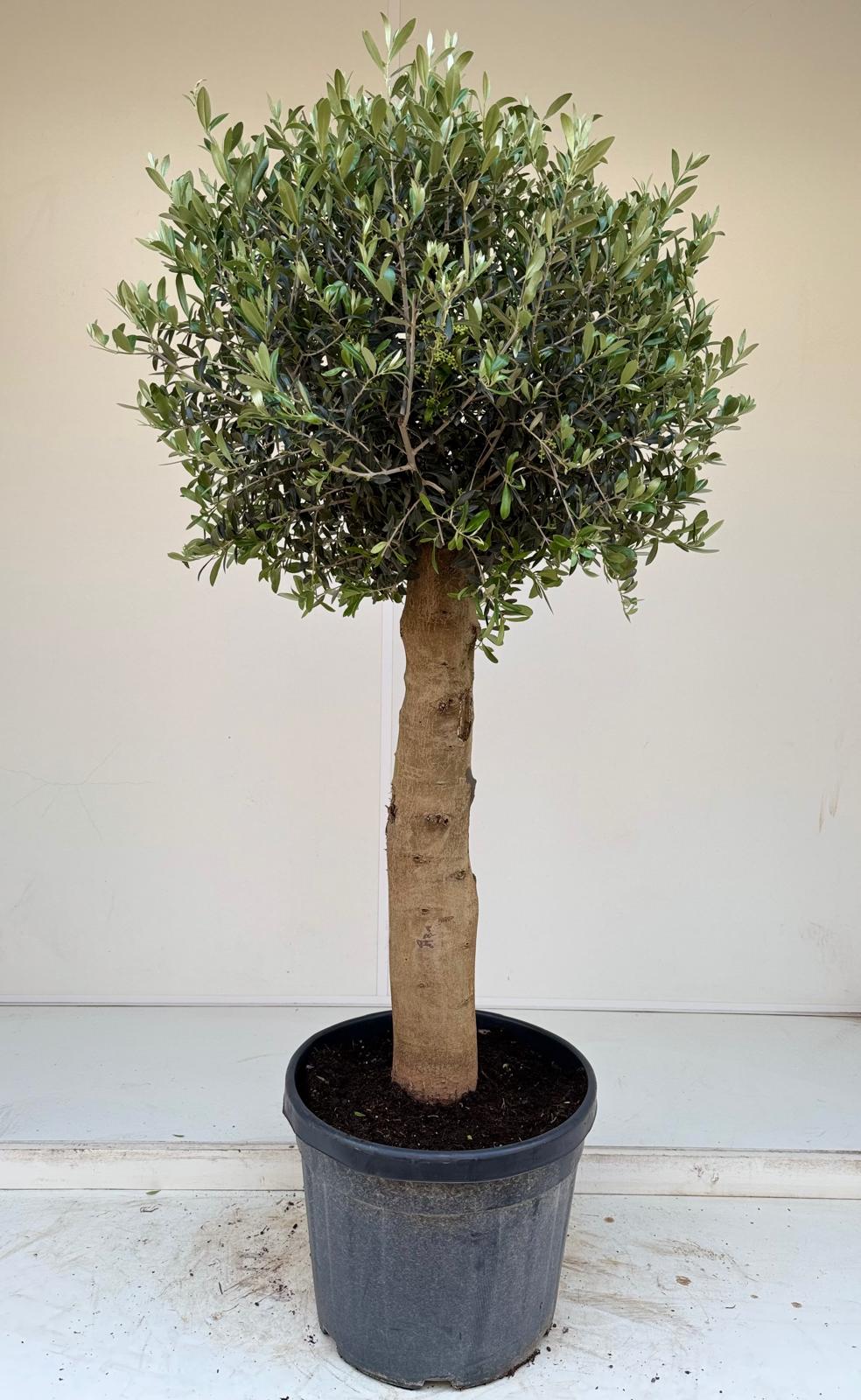 Traditional garden feature