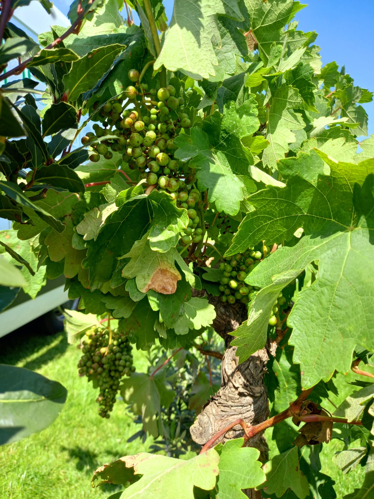 Cloud Topiary Tree - Topiary