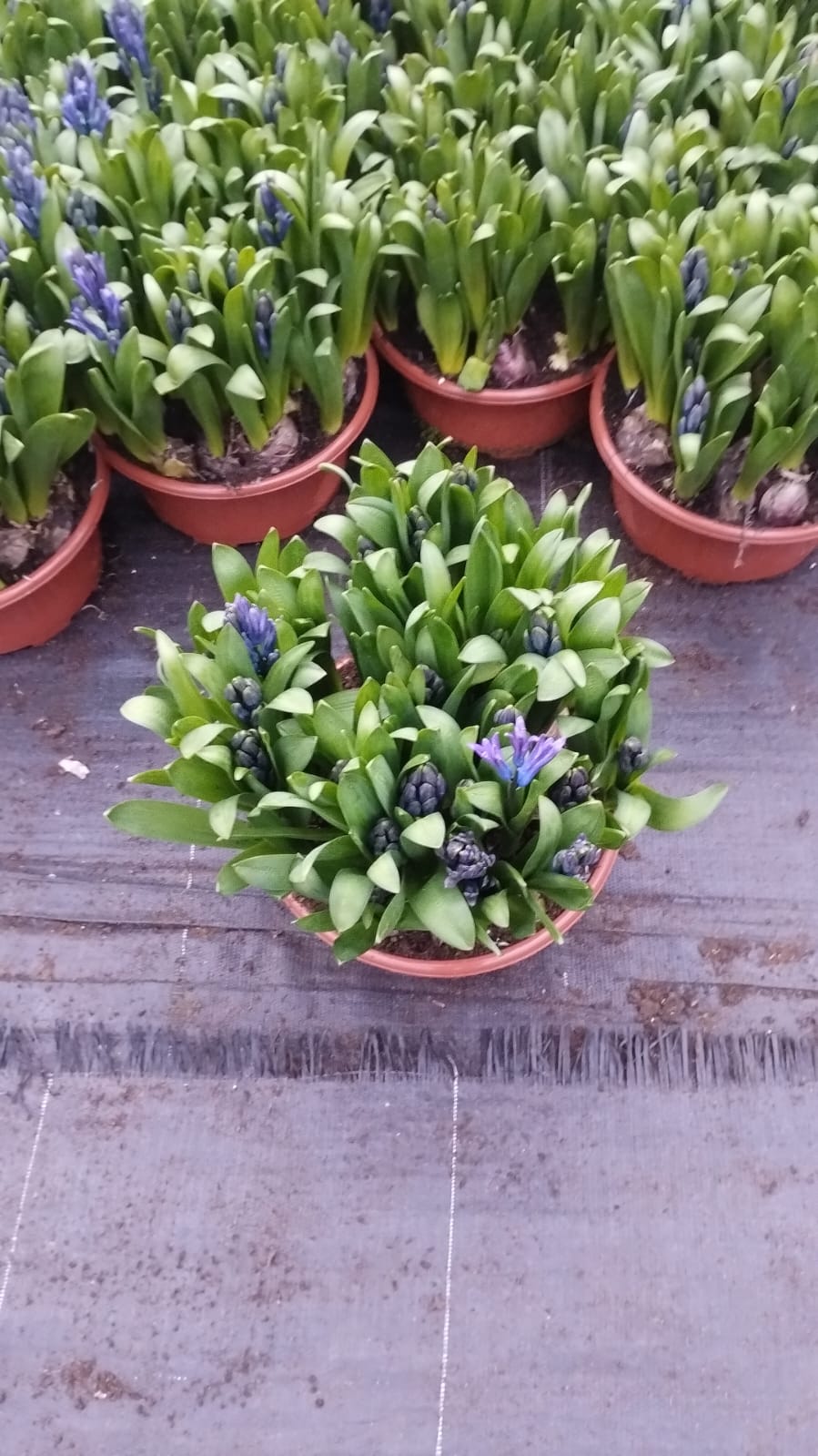 Purple Hyacinths - Spring Bulbs