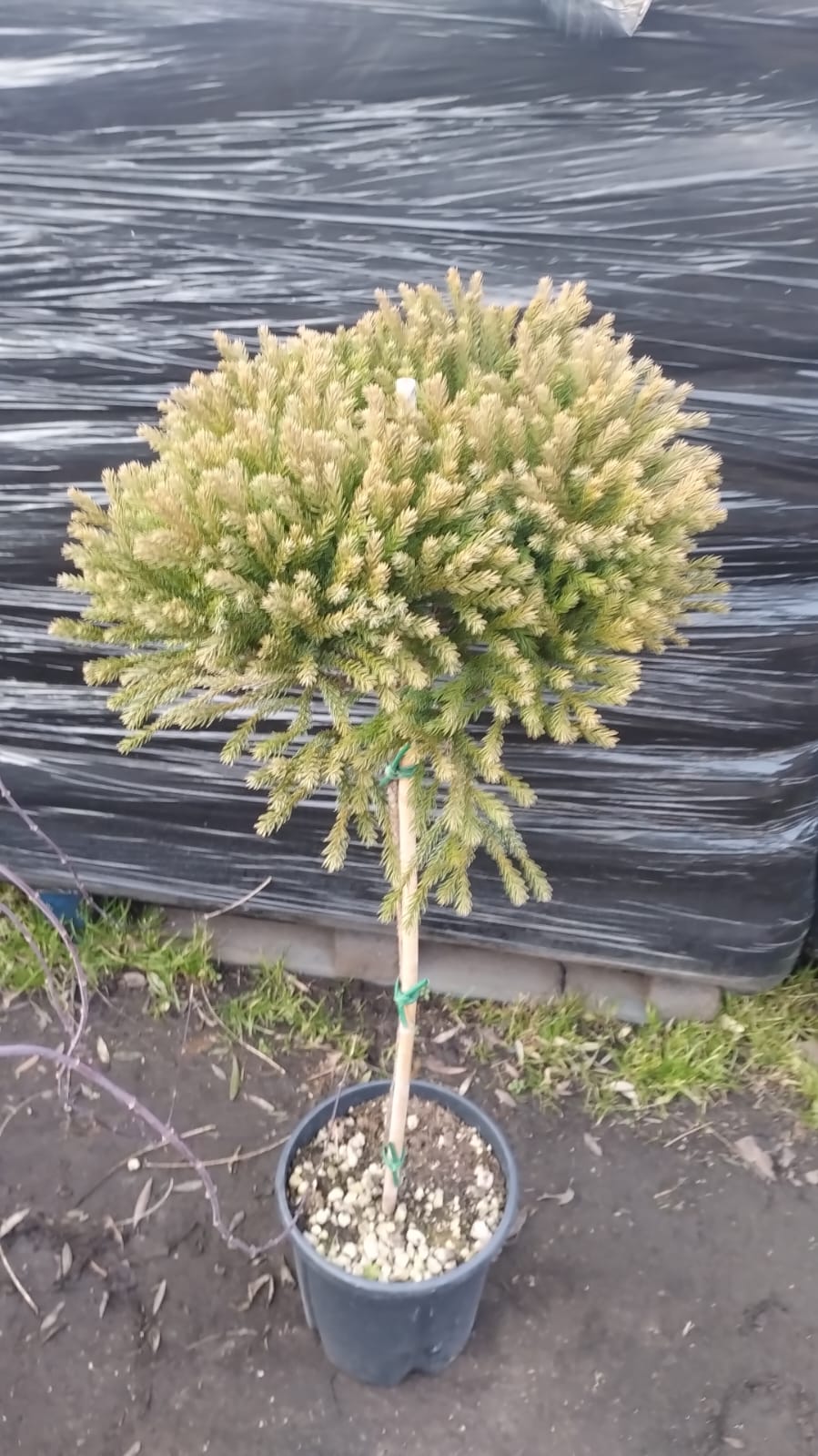 Golden Conifer - Ornamental Trees