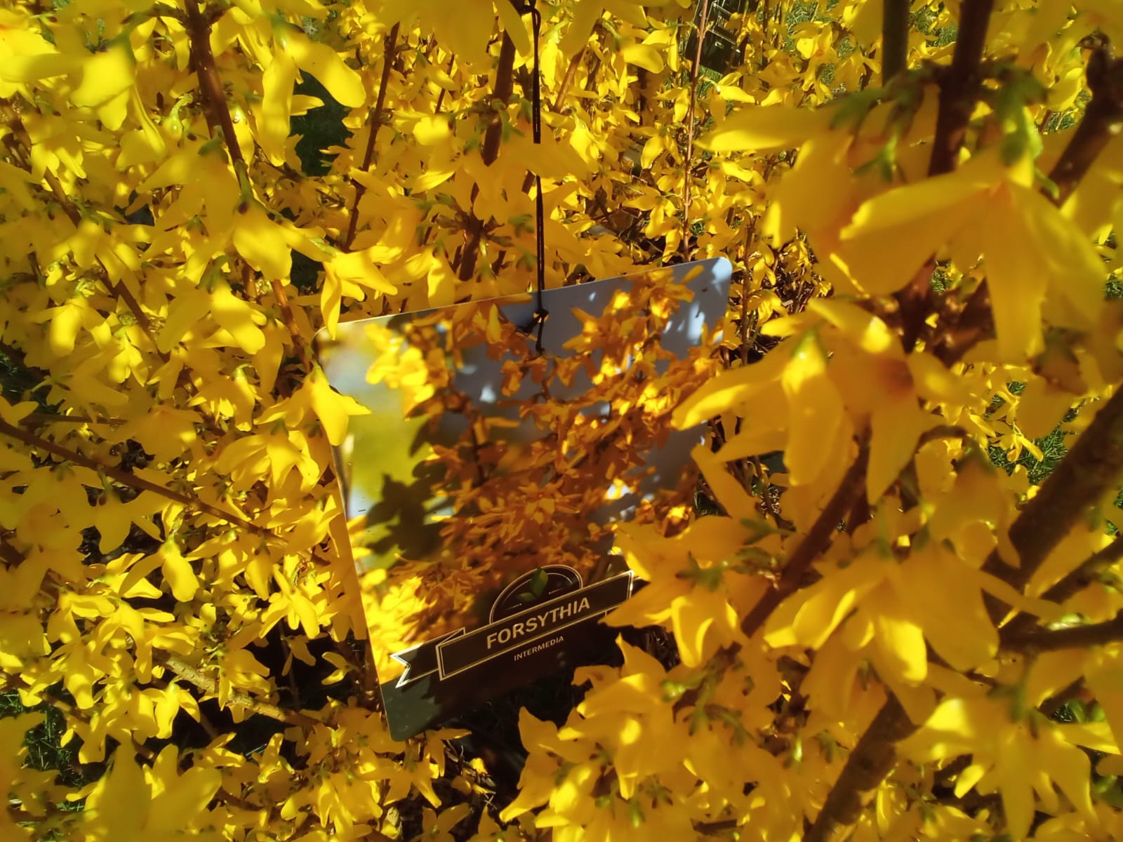 Plants & Trees - Image 81