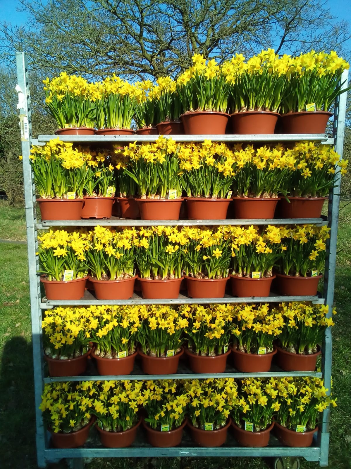 Yellow Daffodils - Spring Bulbs