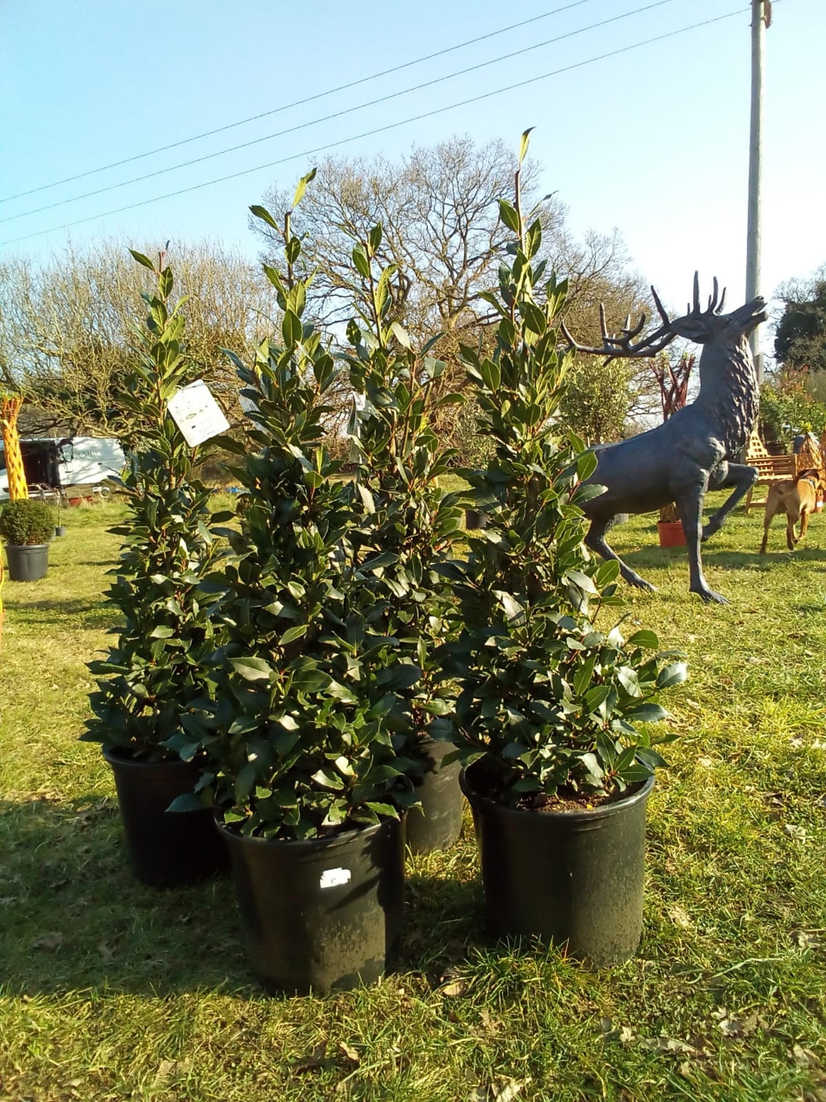 Striped Cordyline - Feature Plants
