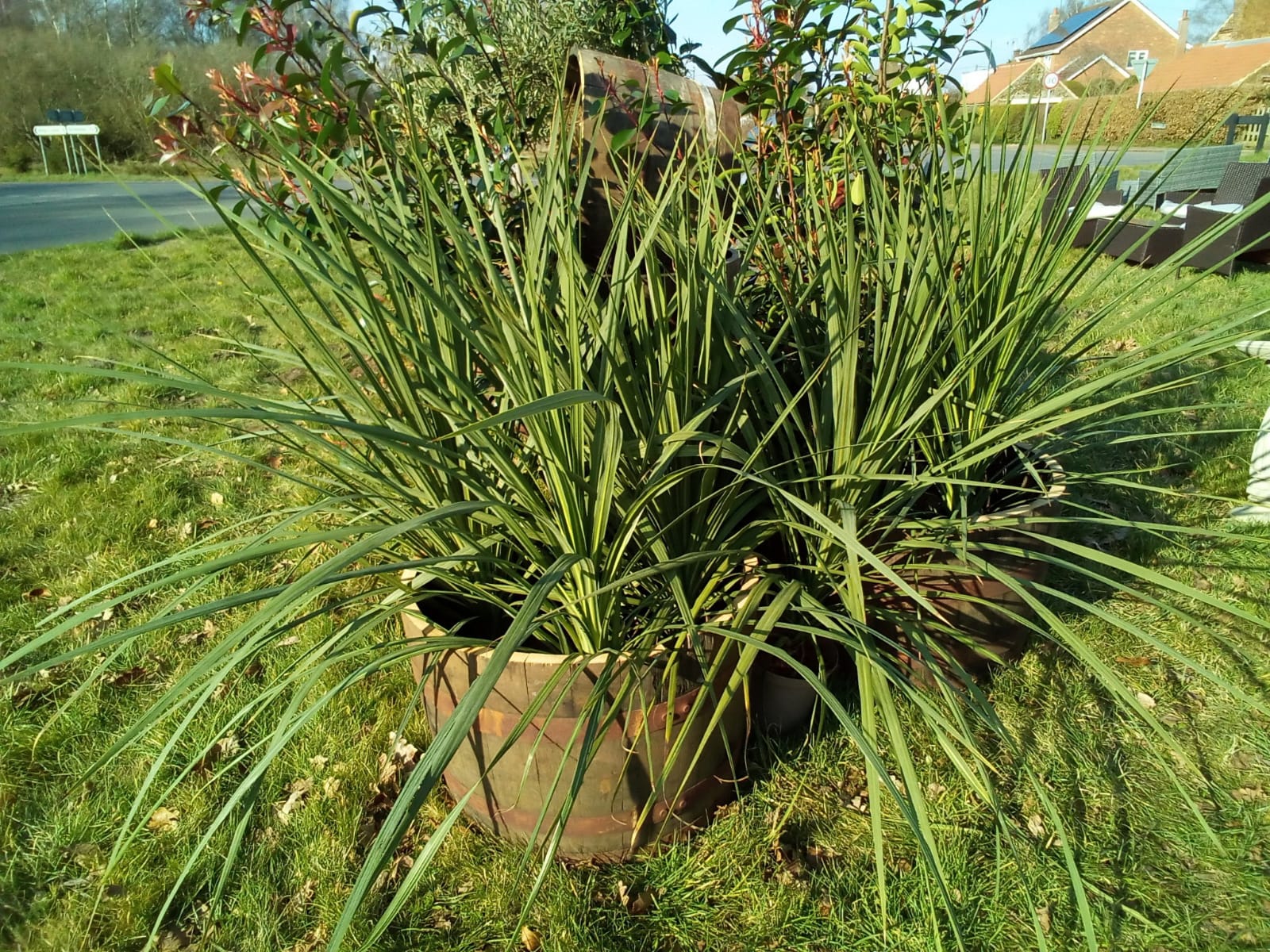 Plants & Trees - Image 34