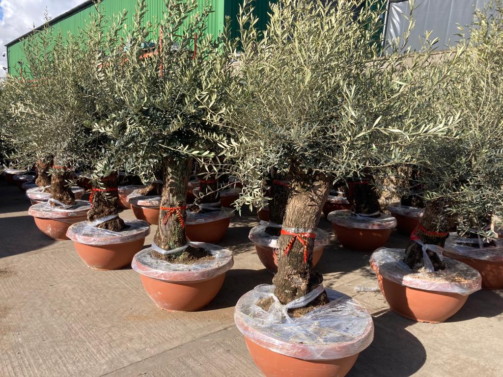 Plants & Trees - Image 7