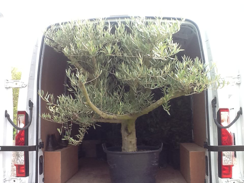 Mature Olive Tree - Feature Trees
