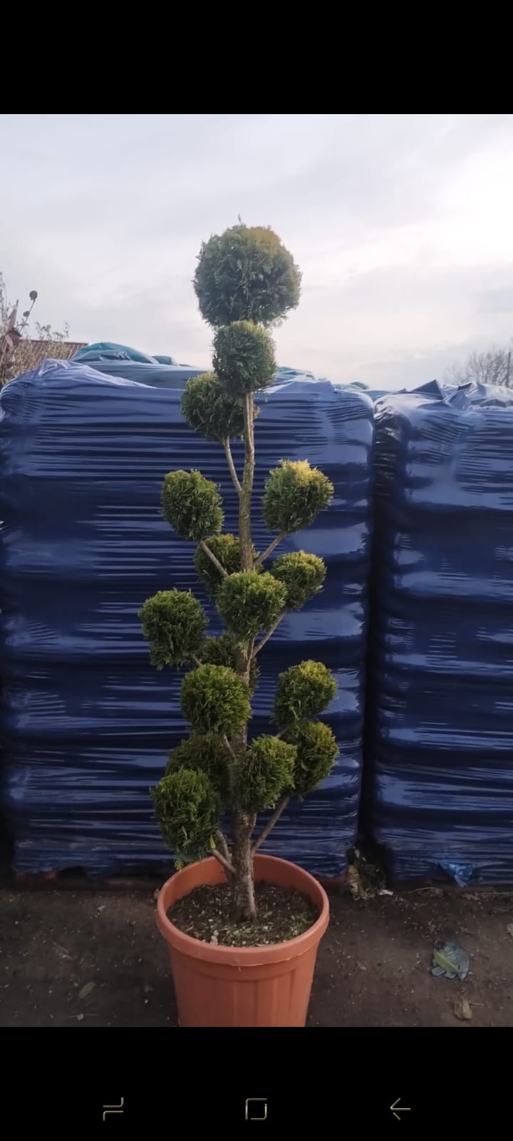 Plants & Trees - Image 3