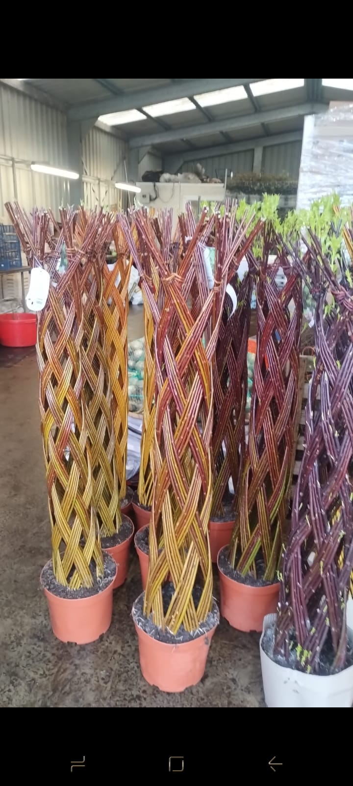 Plants & Trees - Image 4