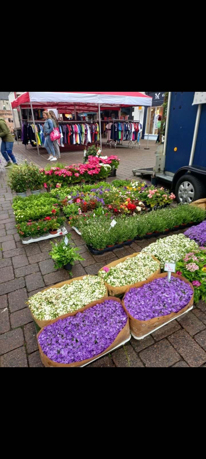 Plants & Trees - Image 60