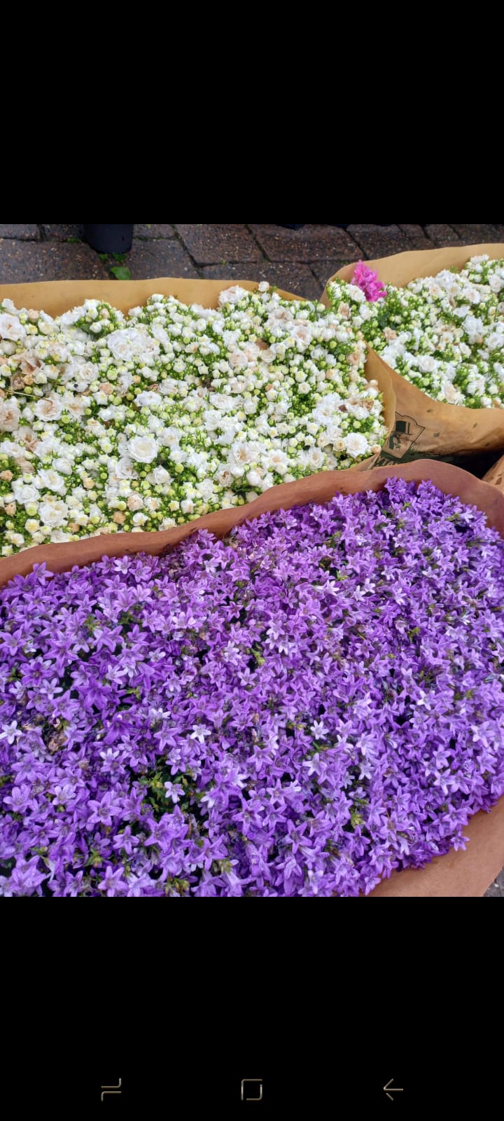 Plants & Trees - Image 24