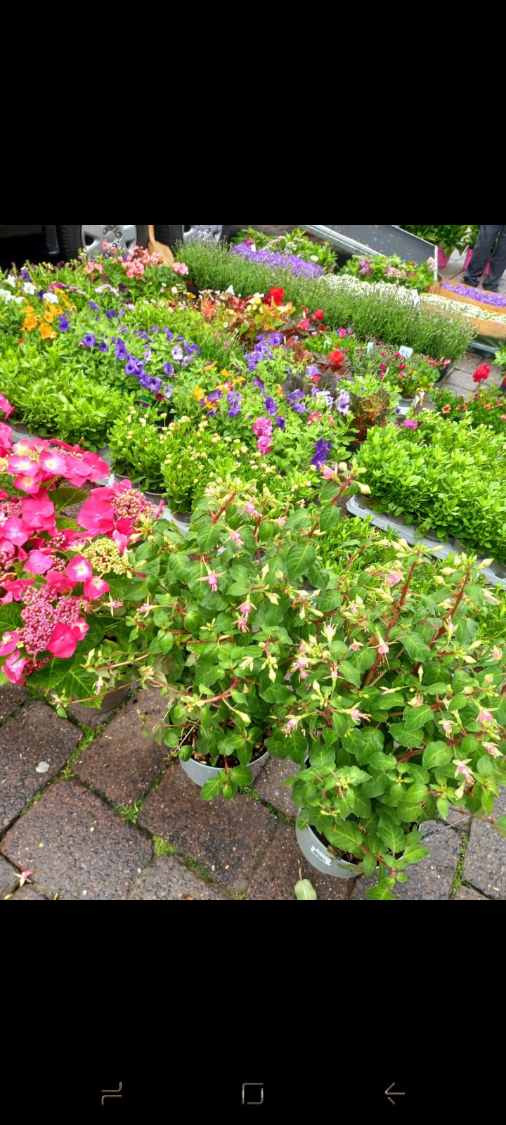 Plants & Trees - Image 63