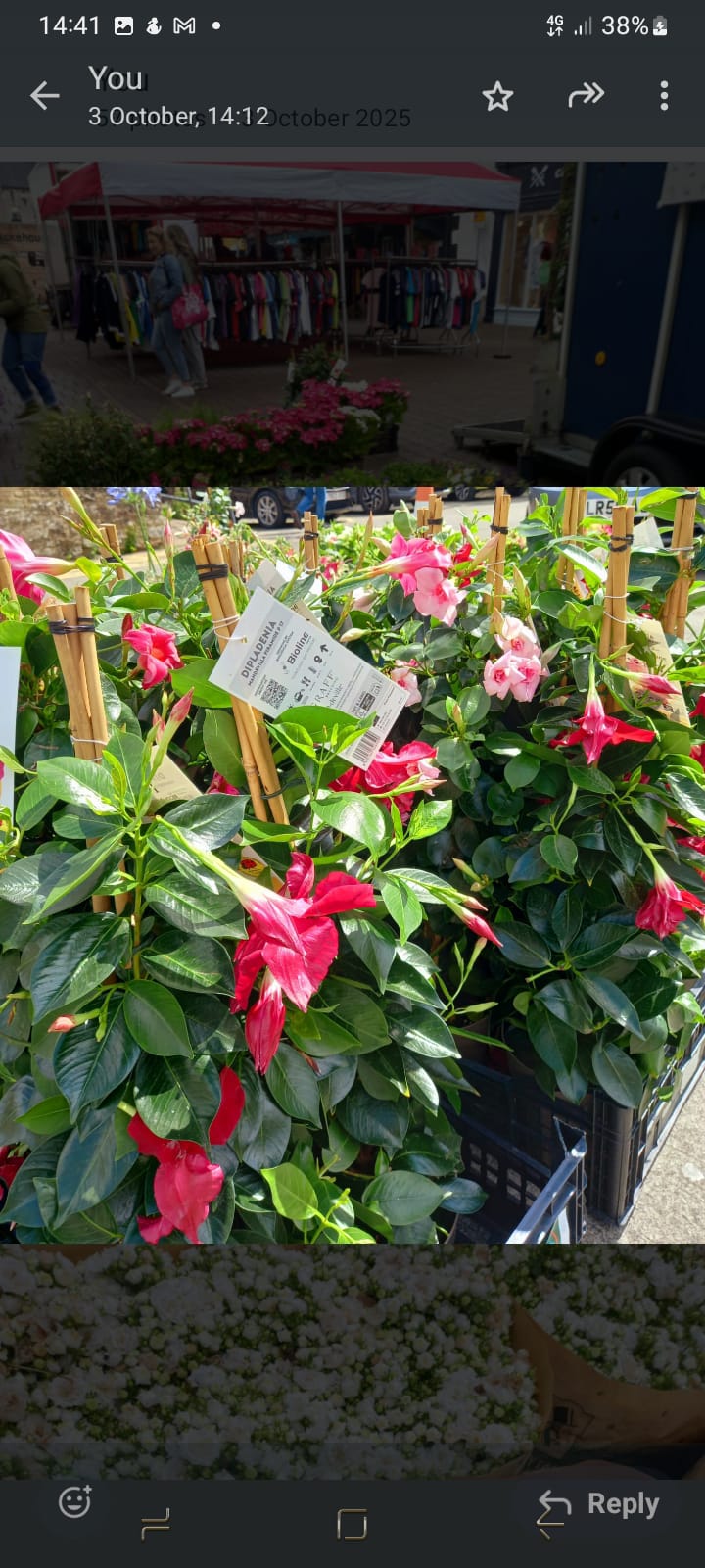 Plants & Trees - Image 6