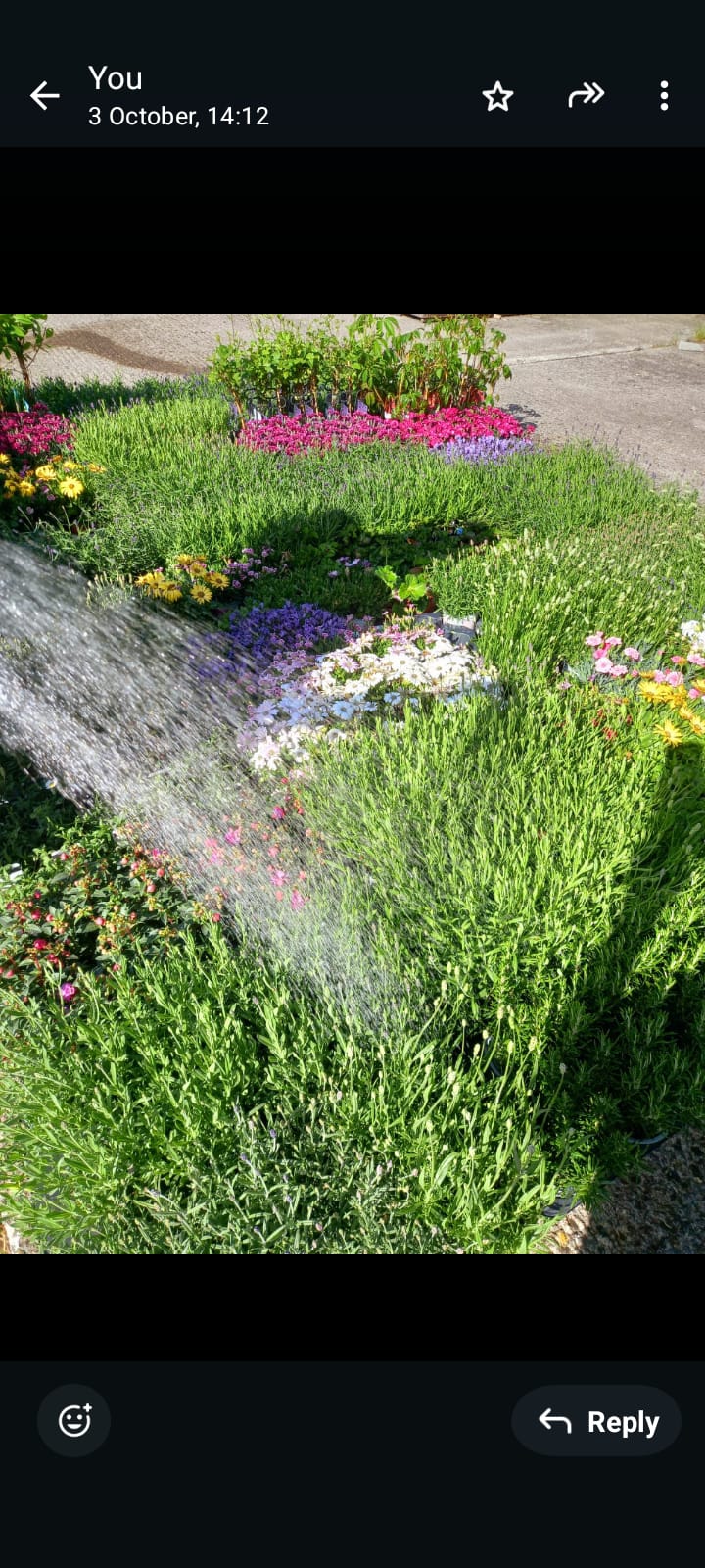 Plants & Trees - Image 64