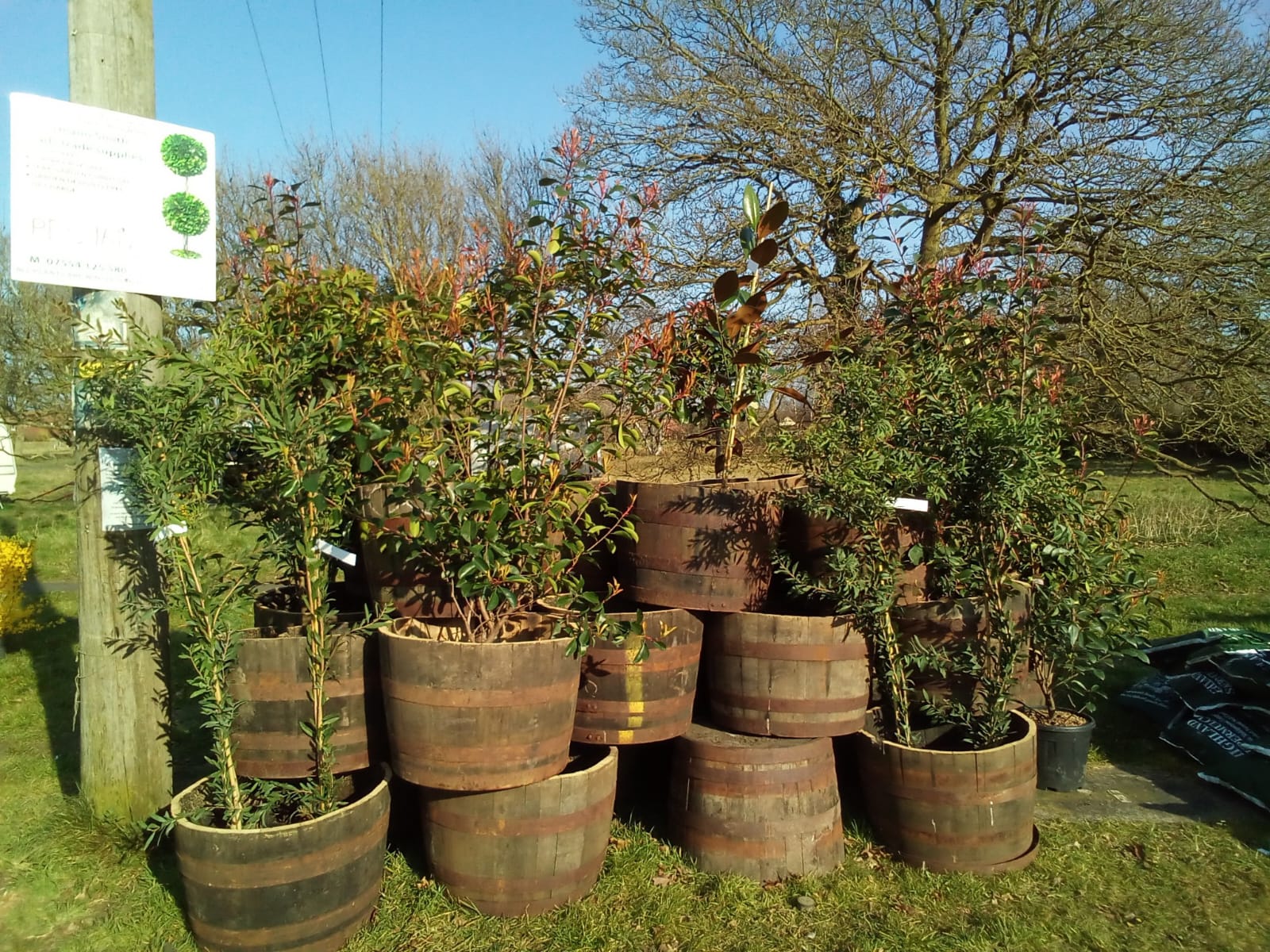 Rustic Barrel Planters