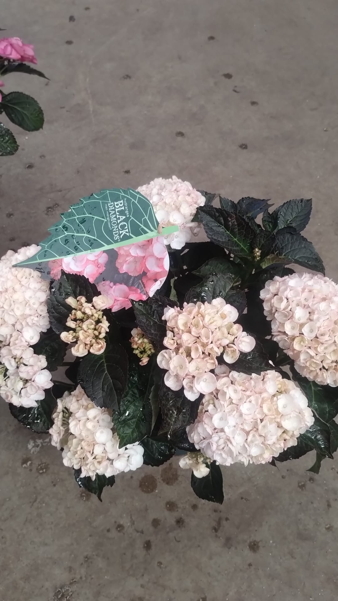 Black Diamonds Hydrangea