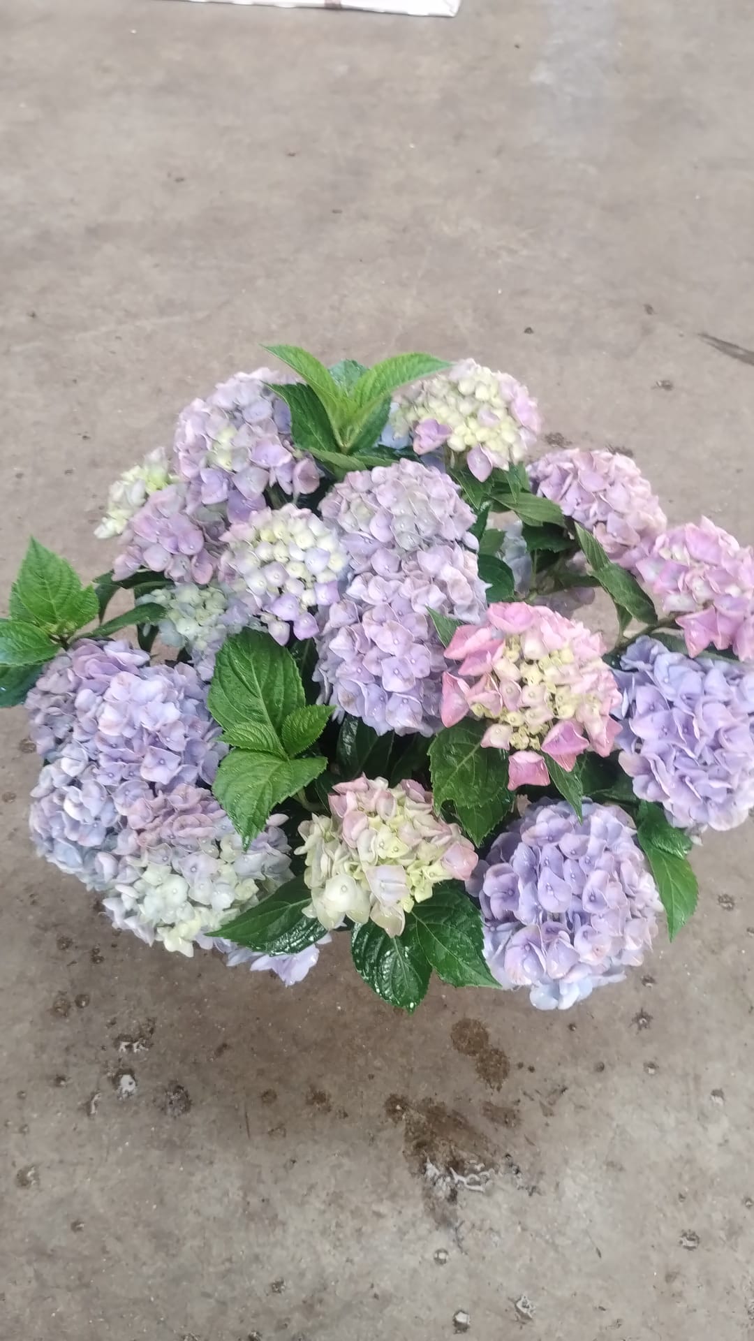 Hydrangea Macrophylla Blue