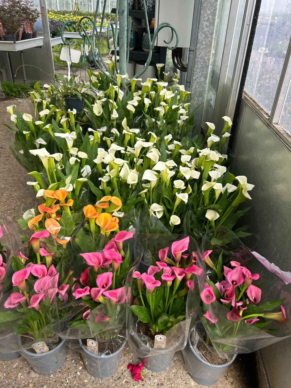 Calla Lilies Mixed