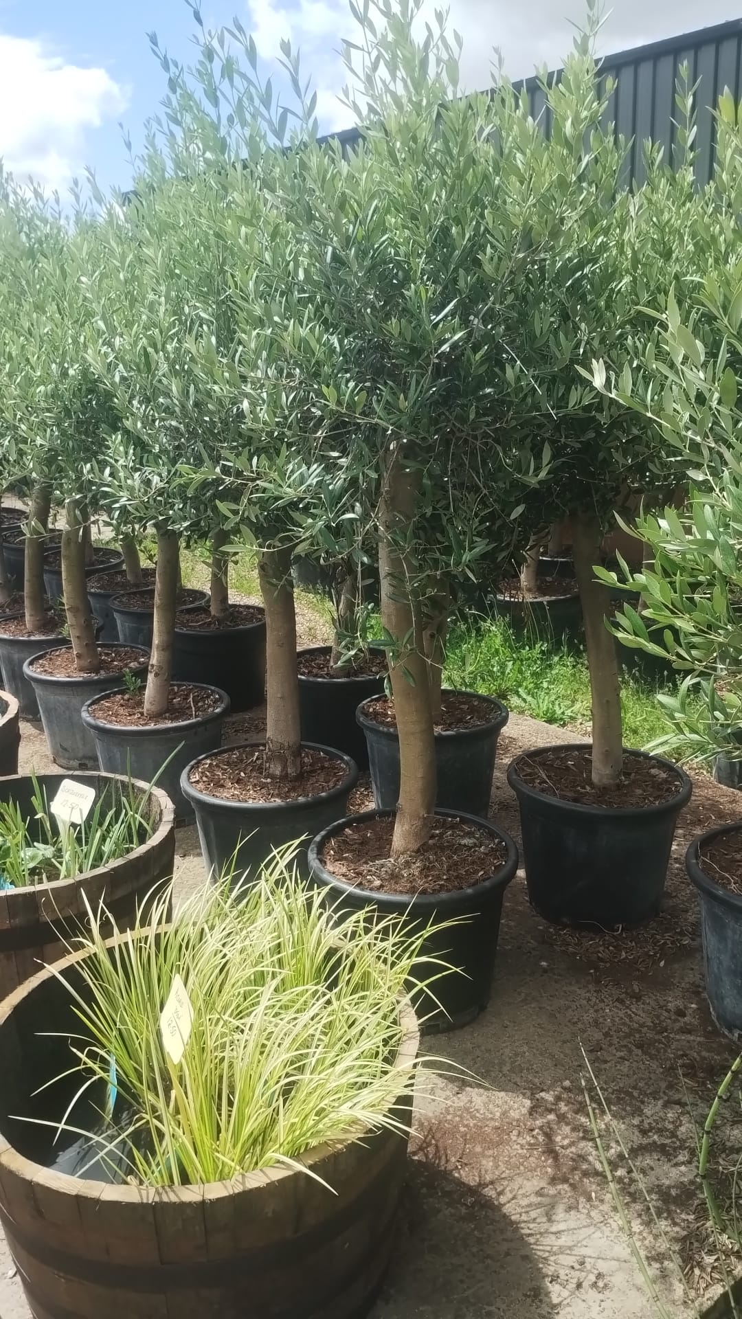 Cloud Tree Topiary