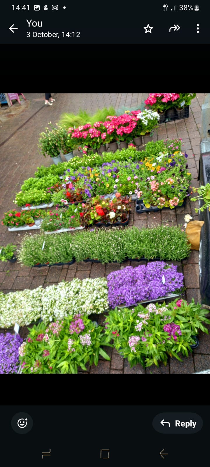 Seasonal Plants #111