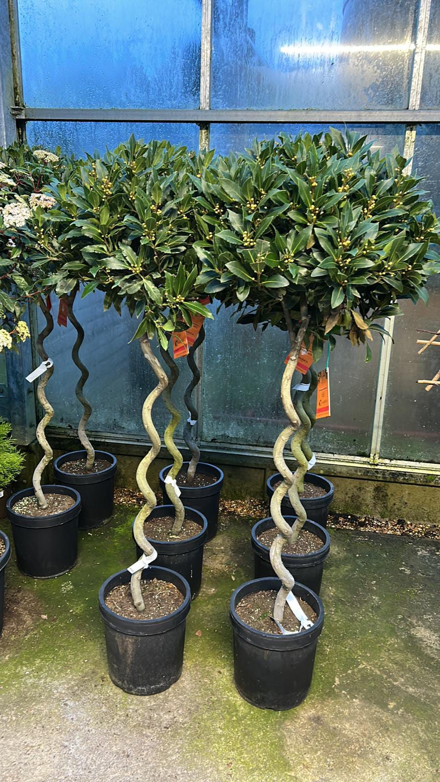 Premium Garden Plant #149
