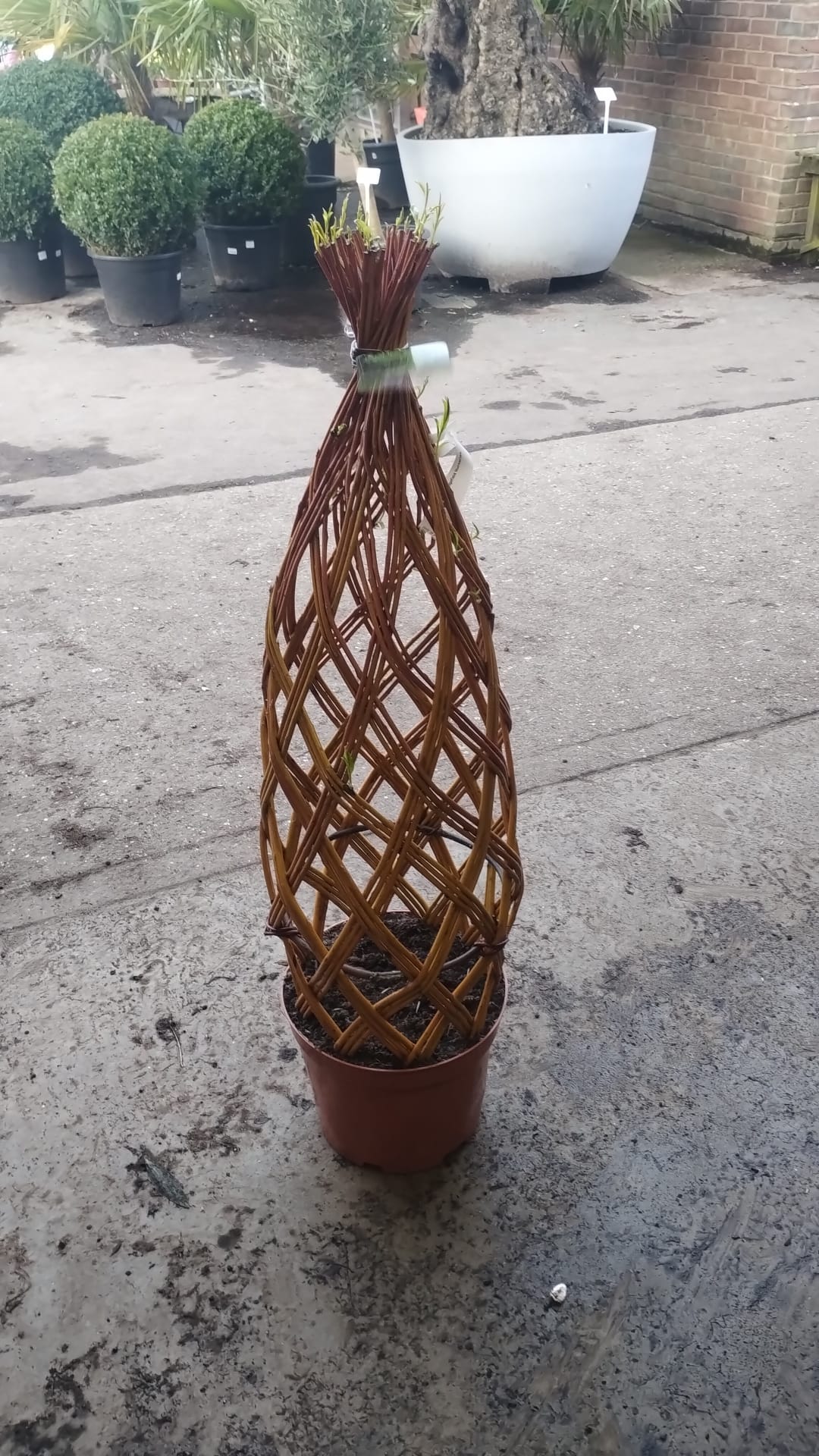 Natural Willow Support Frames